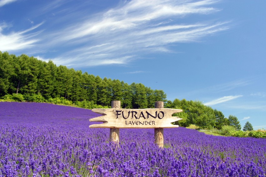 Guided Tours in Furano & Biei | Holigoes Travel
