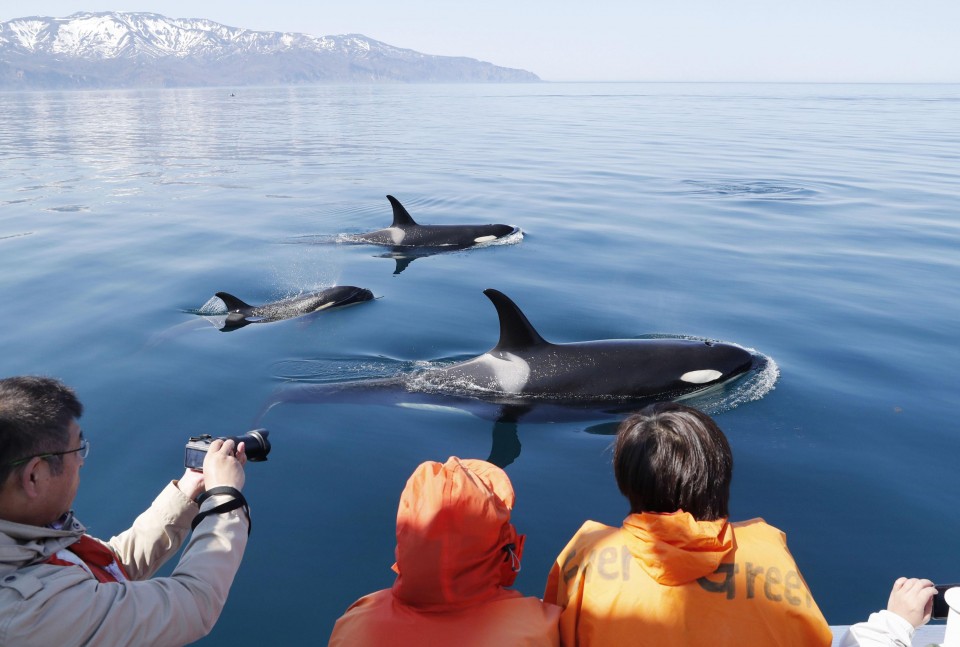 Lake Shiretoko Day Tour (Whale Watching Option Available) | Things to do in Hokkaido | Holigoes Travel