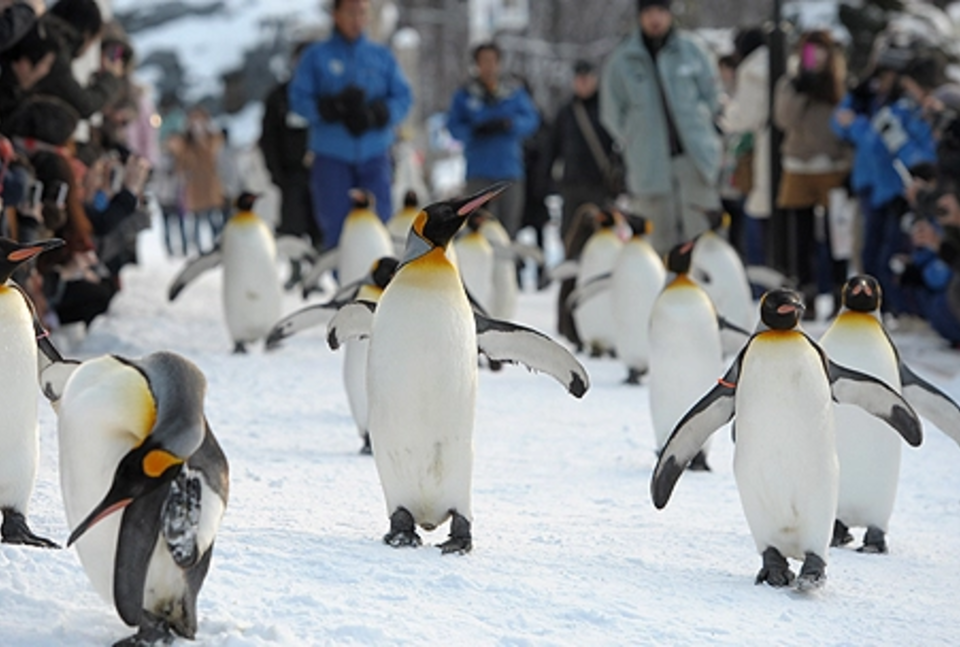 Asahiyama Zoo and Snow Crystal Museum Day Tour | Things to do in Hokkaido